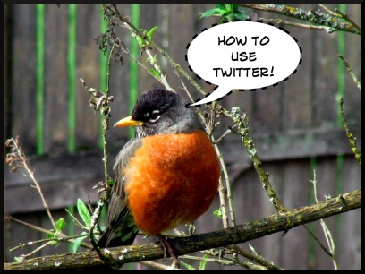 twitter, how to use twitter, robin